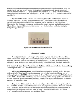 183
Genius detection kit (Boehringer Mannheim) according to the manufacturer’s instructions for in situ
hybridization. The only modification to this procedure is that levamisole is not used in the color
solution, which contained 337.5 g/ml nitroblue tetrazolium salt, 175 g/ml 5-bromo-4-chloro-3-
indolyl phosphate toluidinium salt (X-phosphate), 100 mM Tris-HCl (pH 9.5), 100 mM NaCl, and 50
mM MgClB
2B.
Results and Discussion. Stained cells containing IBDV RNA can be detected in areas of
lymphoid depletion. This assay is very sensitive, because a single infected cell can be identified.
Because it employs a non-radioactive probe, this assay may be practical for many diagnostic
laboratories. The limitations of this assay are the number of steps and time required for completion.
Many of these steps could be automated, as most are very similar to those conducted in a typical
histopathology laboratory.
Figure 4.13. Dot Blot of several reoviruses
In situ Hybridization
In situ hybridization is a valuable procedure for the diagnosis of infectious diseases. The
ability to locate viral antigen in the tissues where histologic lesions are present helps in the definitive
diagnosis of disease, where lesions alone are not pathognomonic. This assay coupled with a non-
radioactive probe is highly sensitive and is in the realm of capability of many diagnostic laboratories.
Detection of Infectious Bursal Disease Virus in the Bursa of Fabricius of Infected Chickens Using
In situ Hybridization and a Non-Radioactive Probe
Bursa collection and fixation. Bursae are collected and a small fragment of each is excised
and placed in PLP fixative (0.5% paraformaldehyde, 0.08 M lysine monohydrochloride, 0.04 M
sodium phosphate, and 0.01 M sodium periodate) for 24 hr. The tissues are placed in 70% ethanol and
stored at 4 C before paraffin-embedding. Fixed tissues are dehydrated through graded concentrations of
ethanol, cleaned in xylene, and paraffin-embedded. Hematoxylin-and-eosin-stained bursa sections are
evaluated for histologic lesions.
Preparation of tissue sections. Pretreatment of glass slides. Glass slides are pretreated in 0.1
N HCl for 1 hr., rinsed in deionized water, and soaked over-night in 95% ethanol. The slides are coated
with a solution of 0.5% porcine gelatin containing 1.0 mM chromium potassium sulfate and dried at
room temperature before the addition of tissue sections. Paraffin-embedded tissues are cut into
5-to-7 um sections and placed on the pretreated glass slides.
 