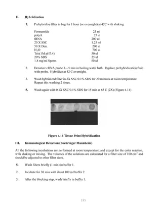 185
P
P
II. Hybridization
5. Prehybridize filter in bag for 1 hour (or overnight) at 42C with shaking
Formamide 25 ml
polyA 25 ul
tRNA 200 ul
20 X SSC 1.25 ml
50 X Den. 200 ul
HB
2BO 700 ul
Tris(1M pH7.4) 50 ul
20% SDS 25 ul
1.8 mg/ml Sperm 50 ul
2. Denature cDNA probe 3—5 min in boiling water bath. Replace prehybridization fluid
with probe. Hybridize at 42 C overnight.
3. Wash hybridized filter in 2X SSC/0.1% SDS for 20 minutes at room temperature.
Repeat this washing 2 times.
5. Wash again with 0.1X SSC/0.1% SDS for 15 min at 65 C (2X) (Figure 4.14)
Figure 4.14 Tissue Print Hybridization
III. Immunological Detection (Boehringer Mannheim)
All the following incubations are performed at room temperature, and except for the color reaction,
with shaking or mixing. The volumes of the solutions are calculated for a filter size of 100 cm2
and
should be adjusted to other filter sizes.
5. Wash filters briefly (1 min) in buffer 1.
2. Incubate for 30 min with about 100 ml buffer 2.
3. After the blocking step, wash briefly in buffer 1.
 