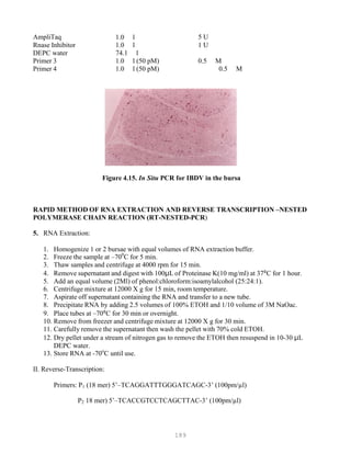 189
AmpliTaq 1.0 l 5 U
Rnase Inhibitor 1.0 l 1 U
DEPC water 74.1 l
Primer 3 1.0 l (50 pM) 0.5 M
Primer 4 1.0 l (50 pM) 0.5 M
Figure 4.15. In Situ PCR for IBDV in the bursa
RAPID METHOD OF RNA EXTRACTION AND REVERSE TRANSCRIPTION –NESTED
POLYMERASE CHAIN REACTION (RT-NESTED-PCR)
5. RNA Extraction:
1. Homogenize 1 or 2 bursae with equal volumes of RNA extraction buffer.
2. Freeze the sample at –700
C for 5 min.
3. Thaw samples and centrifuge at 4000 rpm for 15 min.
4. Remove supernatant and digest with 100μL of Proteinase K(10 mg/ml) at 37°C for 1 hour.
5. Add an equal volume (2Ml) of phenol:chloroform:isoamylalcohol (25:24:1).
6. Centrifuge mixture at 12000 X g for 15 min, room temperature.
7. Aspirate off supernatant containing the RNA and transfer to a new tube.
8. Precipitate RNA by adding 2.5 volumes of 100% ETOH and 1/10 volume of 3M NaOac.
9. Place tubes at –70°C for 30 min or overnight.
10. Remove from freezer and centrifuge mixture at 12000 X g for 30 min.
11. Carefully remove the supernatant then wash the pellet with 70% cold ETOH.
12. Dry pellet under a stream of nitrogen gas to remove the ETOH then resuspend in 10-30 μL
DEPC water.
13. Store RNA at -70o
C until use.
II. Reverse-Transcription:
Primers: P1 (18 mer) 5’–TCAGGATTTGGGATCAGC-3’ (100pm/µl)
P2 18 mer) 5’–TCACCGTCCTCAGCTTAC-3’ (100pm/µl)
 