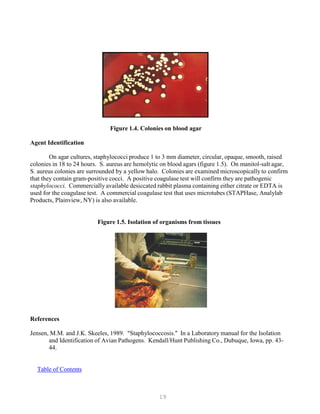 19
Figure 1.4. Colonies on blood agar
Agent Identification
On agar cultures, staphylococci produce 1 to 3 mm diameter, circular, opaque, smooth, raised
colonies in 18 to 24 hours. S. aureus are hemolytic on blood agars (figure 1.5). On manitol-salt agar,
S. aureus colonies are surrounded by a yellow halo. Colonies are examined microscopically to confirm
that they contain gram-positive cocci. A positive coagulase test will confirm they are pathogenic
staphylococci. Commercially available desiccated rabbit plasma containing either citrate or EDTA is
used for the coagulase test. A commercial coagulase test that uses microtubes (STAPHase, Analylab
Products, Plainview, NY) is also available.
Figure 1.5. Isolation of organisms from tissues
References
Jensen, M.M. and J.K. Skeeles, 1989. "Staphylococcosis." In a Laboratory manual for the Isolation
and Identification of Avian Pathogens. Kendall/Hunt Publishing Co., Dubuque, Iowa, pp. 43-
44.
UTable of ContentsU
 