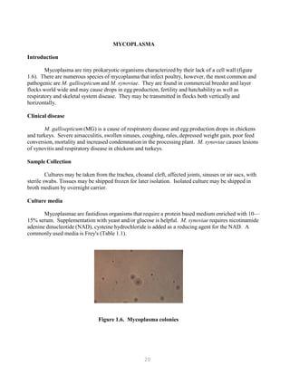 20
MYCOPLASMA
Introduction
Mycoplasma are tiny prokaryotic organisms characterized by their lack of a cell wall (figure
1.6). There are numerous species of mycoplasma that infect poultry, however, the most common and
pathogenic are M. gallisepticum and M. synoviae. They are found in commercial breeder and layer
flocks world wide and may cause drops in egg production, fertility and hatchability as well as
respiratory and skeletal system disease. They may be transmitted in flocks both vertically and
horizontally.
Clinical disease
M. gallisepticum (MG) is a cause of respiratory disease and egg production drops in chickens
and turkeys. Severe airsacculitis, swollen sinuses, coughing, rales, depressed weight gain, poor feed
conversion, mortality and increased condemnation in the processing plant. M. synoviae causes lesions
of synovitis and respiratory disease in chickens and turkeys.
Sample Collection
Cultures may be taken from the trachea, choanal cleft, affected joints, sinuses or air sacs, with
sterile swabs. Tissues may be shipped frozen for later isolation. Isolated culture may be shipped in
broth medium by overnight carrier.
Culture media
Mycoplasmae are fastidious organisms that require a protein based medium enriched with 10—
15% serum. Supplementation with yeast and/or glucose is helpful. M. synoviae requires nicotinamide
adenine dinucleotide (NAD), cysteine hydrochloride is added as a reducing agent for the NAD. A
commonly used media is Frey's (Table 1.1).
Figure 1.6. Mycoplasma colonies
 