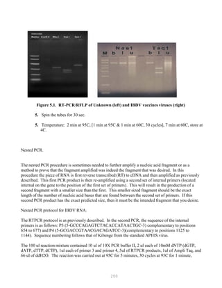 200
Figure 5.1. RT-PCR/RFLP of Unknown (left) and IBDV vaccines viruses (right)
5. Spin the tubes for 30 sec.
5. Temperature: 2 min at 95C, [1 min at 95C & 1 min at 60C, 30 cycles], 7 min at 60C, store at
4C.
Nested PCR.
The nested PCR procedure is sometimes needed to further amplify a nucleic acid fragment or as a
method to prove that the fragment amplified was indeed the fragment that was desired. In this
procedure the piece of RNA is first reverse transcribed (RT) to cDNA and then amplified as previously
described. This first PCR product is then re-amplified using a second set of internal primers (located
internal on the gene to the position of the first set of primers). This will result in the production of a
second fragment with a smaller size than the first. This smaller sized fragment should be the exact
length of the number of nucleic acid bases that are found between the second set of primers. If this
second PCR product has the exact predicted size, then it must be the intended fragment that you desire.
Nested PCR protocol for IBDV RNA.
The RTPCR protocol is as previously described. In the second PCR, the sequence of the internal
primers is as follows: P3 (5-GCCCAGAGTCTACACCATAACTGC-3) complementary to positions
654 to 677) and P4 (5-GCGACCGTAACGACAGATCC-3)(complementary to positions 1125 to
1144). Sequence numbering follows that of Kibenge from the standard APHIS virus.
The 100 ul reaction mixture contained 10 ul of 10X PCR buffer II, 2 ul each of 10mM dNTP (dGTP,
dATP, dTTP, dCTP), 1ul each of primer 3 and primer 4, 5ul of RTPCR products, 1ul of Ampli Taq, and
66 ul of ddH2O. The reaction was carried out at 95C for 5 minutes, 30 cycles at 95C for 1 minute,
 