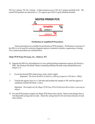 201
55C for 1 minute, 72C for 1 minute. A final extension was at 72C for 5 minutes and held at 4C. The
nested PCR products are detected in a 1.5% agarose gel with 0.5 ug/ml ethidium bromide.
Purification of Amplified PCR products
Various procedures are available for purification of PCR products. Purification is necessary if
the DNA is to be used for restriction fragment analysis, formation of probes, sequencing or cloning.
Two common procedures are outlined below.
Magic PCR Preps (Promega, Inc., Madison, WI)
5. Separate the DNA by electrophoresis in a low gelling/melting temperature agarose gel (Nusieve-
FMC, Bio Products Rockland, Maine) containing ethidium bromide using standard protocols
(Figure 5.1).
2. Excise the desired DNA band using a clean, sterile scalpel.
Important: The band should be isolated in <300 mg of agarose (201rthore. 300ul).
3. Transfer the agarose slice to a 1.5ml tube and incubate the sample at 70C until the agarose is
completely melted (201rthore. 2 min.).
Important: Thoroughly mix the Magic PCR Preps DNA Purification Resin before removing an
aliquot.
5. For each PCR product, prepare one Magic PCR Preps mini-column. Remove the plunger from a
3ml disposable syringe and set aside. Attach the syringe barrel to the luer-lock extension of each
mini-column.
 