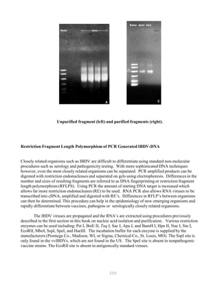 205
Unpurified fragment (left) and purified fragments (right).
Restriction Fragment Length Polymorphism of PCR Generated IBDV-DNA
Closely related organisms such as IBDV are difficult to differentiate using standard non-molecular
procedures such as serology and pathogenicity testing. With more sophisticated DNA techniques
however, even the most closely related organisms can be separated. PCR amplified products can be
digested with restriction endonucleases and separated on gels using electrophoresis. Differences in the
number and sizes of resulting fragments are referred to as DNA fingerprinting or restriction fragment
length polymorphism (RFLPS). Using PCR the amount of starting DNA target is increased which
allows far more restriction endonucleases (RE) to be used. RNA PCR also allows RNA viruses to be
transcribed into cDNA, amplified and digested with RE’s. Differences in RFLP’s between organisms
can then be determined. This procedure can help in the epidemiology of new emerging organisms and
rapidly differentiate between vaccines, pathogens or serologically closely related organisms.
The IBDV viruses are propagated and the RNA’s are extracted using procedures previously
described in the first section in this book on nucleic acid isolation and purification. Various restriction
enzymes can be used including: Pst I, BstE II, Taq I, Sac I, Apa I, and BamH I, Hpa II, Nae I, Stu I,
EcoRII, MboI, SspI, SpeI, and HaeIII. The incubation buffer for each enzyme is supplied by the
manufacturers (Promega Co., Madison, WI, or Sigma, Chemical Co., St. Louis, MO). The SspI site is
only found in the vvIBDVs, which are not found in the US. The SpeI site is absent in nonpathogenic
vaccine strains. The EcoRII site is absent in antigenically standard viruses.
 