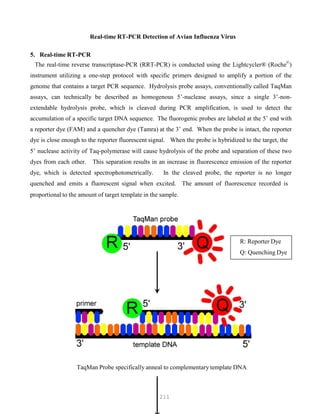 211
Real-time RT-PCR Detection of Avian Influenza Virus
5. Real-time RT-PCR
The real-time reverse transcriptase-PCR (RRT-PCR) is conducted using the Lightcycler® (Roche©
)
instrument utilizing a one-step protocol with specific primers designed to amplify a portion of the
genome that contains a target PCR sequence. Hydrolysis probe assays, conventionally called TaqMan
assays, can technically be described as homogenous 5’-nuclease assays, since a single 3’-non-
extendable hydrolysis probe, which is cleaved during PCR amplification, is used to detect the
accumulation of a specific target DNA sequence. The fluorogenic probes are labeled at the 5’ end with
a reporter dye (FAM) and a quencher dye (Tamra) at the 3’ end. When the probe is intact, the reporter
dye is close enough to the reporter fluorescent signal. When the probe is hybridized to the target, the
5’ nuclease activity of Taq-polymerase will cause hydrolysis of the probe and separation of these two
dyes from each other. This separation results in an increase in fluorescence emission of the reporter
dye, which is detected spectrophotometrically. In the cleaved probe, the reporter is no longer
quenched and emits a fluorescent signal when excited. The amount of fluorescence recorded is
proportional to the amount of target template in the sample.
R: Reporter Dye
Q: Quenching Dye
TaqMan Probe specifically anneal to complementary template DNA
 