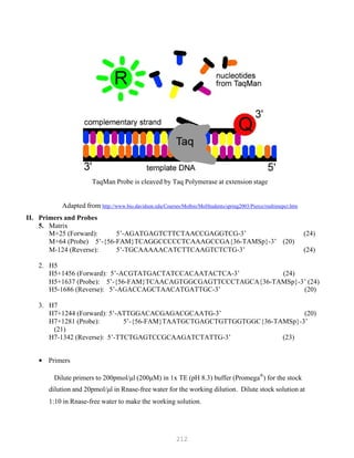 212
2. H5
H5+1456 (Forward): 5’-ACGTATGACTATCCACAATACTCA-3’ (24)
H5-1686 (Reverse): 5’-AGACCAGCTAACATGATTGC-3’ (20)
3. H7
H7+1244 (Forward): 5’-ATTGGACACGAGACGCAATG-3’ (20)
TaqMan Probe is cleaved by Taq Polymerase at extension stage
Adapted from http://www.bio.davidson.edu/Courses/Molbio/MolStudents/spring2003/Pierce/realtimepcr.htm
II. Primers and Probes
5. Matrix
M+25 (Forward): 5’-AGATGAGTCTTCTAACCGAGGTCG-3’ (24)
M+64 (Probe) 5’-{56-FAM}TCAGGCCCCCTCAAAGCCGA{36-TAMSp}-3’ (20)
M-124 (Reverse): 5’-TGCAAAAACATCTTCAAGTCTCTG-3’ (24)
H5+1637 (Probe): 5’-{56-FAM}TCAACAGTGGCGAGTTCCCTAGCA{36-TAMSp}-3’ (24)
H7+1281 (Probe): 5’-{56-FAM}TAATGCTGAGCTGTTGGTGGC{36-TAMSp}-3’
(21)
H7-1342 (Reverse): 5’-TTCTGAGTCCGCAAGATCTATTG-3’ (23)
• Primers
Dilute primers to 200pmol/μl (200μM) in 1x TE (pH 8.3) buffer (Promega®
) for the stock
dilution and 20pmol/μl in Rnase-free water for the working dilution. Dilute stock solution at
1:10 in Rnase-free water to make the working solution.
 