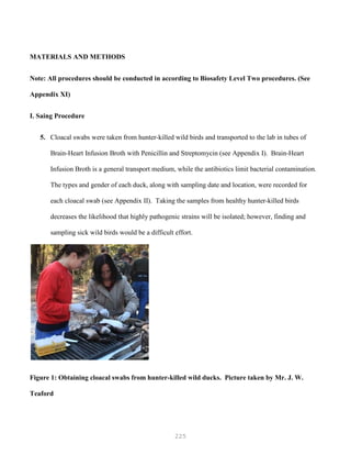 225
MATERIALS AND METHODS
Note: All procedures should be conducted in according to Biosafety Level Two procedures. (See
Appendix XI)
I. Saing Procedure
5. Cloacal swabs were taken from hunter-killed wild birds and transported to the lab in tubes of
Brain-Heart Infusion Broth with Penicillin and Streptomycin (see Appendix I). Brain-Heart
Infusion Broth is a general transport medium, while the antibiotics limit bacterial contamination.
The types and gender of each duck, along with sampling date and location, were recorded for
each cloacal swab (see Appendix II). Taking the samples from healthy hunter-killed birds
decreases the likelihood that highly pathogenic strains will be isolated; however, finding and
sampling sick wild birds would be a difficult effort.
Figure 1: Obtaining cloacal swabs from hunter-killed wild ducks. Picture taken by Mr. J. W.
Teaford
 