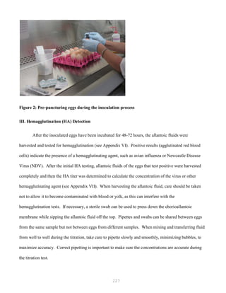 227
Figure 2: Pre-puncturing eggs during the inoculation process
III. Hemagglutination (HA) Detection
After the inoculated eggs have been incubated for 48-72 hours, the allantoic fluids were
harvested and tested for hemagglutination (see Appendix VI). Positive results (agglutinated red blood
cells) indicate the presence of a hemagglutinating agent, such as avian influenza or Newcastle Disease
Virus (NDV). After the initial HA testing, allantoic fluids of the eggs that test positive were harvested
completely and then the HA titer was determined to calculate the concentration of the virus or other
hemagglutinating agent (see Appendix VII). When harvesting the allantoic fluid, care should be taken
not to allow it to become contaminated with blood or yolk, as this can interfere with the
hemagglutination tests. If necessary, a sterile swab can be used to press down the chorioallantoic
membrane while sipping the allantoic fluid off the top. Pipettes and swabs can be shared between eggs
from the same sample but not between eggs from different samples. When mixing and transferring fluid
from well to well during the titration, take care to pipette slowly and smoothly, minimizing bubbles, to
maximize accuracy. Correct pipetting is important to make sure the concentrations are accurate during
the titration test.
 