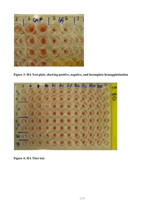 228
Figure 3: HA Test plate, showing positive, negative, and incomplete hemagglutination
Figure 4: HA Titer test
 