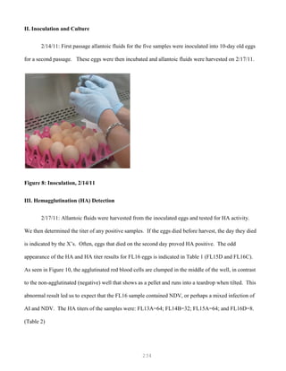 234
II. Inoculation and Culture
2/14/11: First passage allantoic fluids for the five samples were inoculated into 10-day old eggs
for a second passage. These eggs were then incubated and allantoic fluids were harvested on 2/17/11.
Figure 8: Inoculation, 2/14/11
III. Hemagglutination (HA) Detection
2/17/11: Allantoic fluids were harvested from the inoculated eggs and tested for HA activity.
We then determined the titer of any positive samples. If the eggs died before harvest, the day they died
is indicated by the X’s. Often, eggs that died on the second day proved HA positive. The odd
appearance of the HA and HA titer results for FL16 eggs is indicated in Table 1 (FL15D and FL16C).
As seen in Figure 10, the agglutinated red blood cells are clumped in the middle of the well, in contrast
to the non-agglutinated (negative) well that shows as a pellet and runs into a teardrop when tilted. This
abnormal result led us to expect that the FL16 sample contained NDV, or perhaps a mixed infection of
AI and NDV. The HA titers of the samples were: FL13A=64; FL14B=32; FL15A=64; and FL16D=8.
(Table 2)
 
