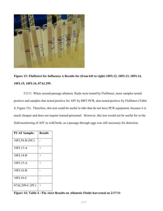 237
Figure 13: FluDetect for Influenza A Results for (from left to right) 10FL12, 10FL13, 10FL14,
10FL15, 10FL16, 07AL299.
3/2/11: When second-passage allantoic fluids were tested by FluDetect, more samples tested
positive and samples that tested positive for AIV by RRT-PCR, also tested positive by FluDetect (Table
4; Figure 15). Therefore, this test could be useful in labs that do not have PCR equipment, because it is
much cheaper and does not require trained personnel. However, this test would not be useful for in the
field monitoring of AIV in wild birds, as a passage through eggs was still necessary for detection.
P2 AF Sample: Result:
10FL58-B (NC) -
10FL13-A +
10FL14-B +
10FL15-A +
10FL16-B -
10FL16-C -
07AL299-C (PC) +
Figure 14: Table 4 - Flu–etect Results on Allantoic Fluids harvested on 2/17/11
 