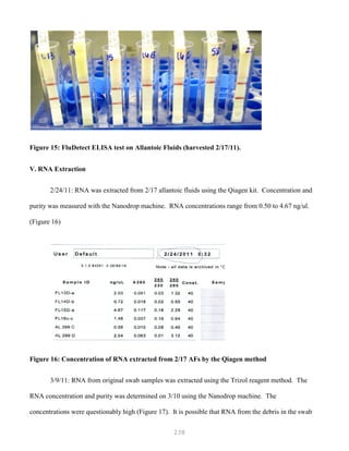 238
Figure 15: FluDetect ELISA test on Allantoic Fluids (harvested 2/17/11).
V. RNA Extraction
2/24/11: RNA was extracted from 2/17 allantoic fluids using the Qiagen kit. Concentration and
purity was measured with the Nanodrop machine. RNA concentrations range from 0.50 to 4.67 ng/ul.
(Figure 16)
Figure 16: Concentration of RNA extracted from 2/17 AFs by the Qiagen method
3/9/11: RNA from original swab samples was extracted using the Trizol reagent method. The
RNA concentration and purity was determined on 3/10 using the Nanodrop machine. The
concentrations were questionably high (Figure 17). It is possible that RNA from the debris in the swab
 