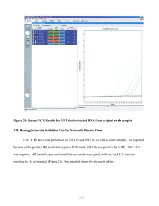 242
Figure 20: Second PCR Results for 3/9 Trizol-extracted RNA from original swab samples
VII. Hemagglutination Inhibition Test for Newcastle Disease Virus
3/31/11: HI tests were performed on 10FL15 and 10FL16, as well as other samples. As expected
because of the positive HA result but negative PCR result, 10FL16 was positive for NDV. 10FL15D
was negative. All control types confirmed that our results were good, with our back HA titration
resulting in 16, as intended (Figure 21). See attached sheets for the result tables.
 
