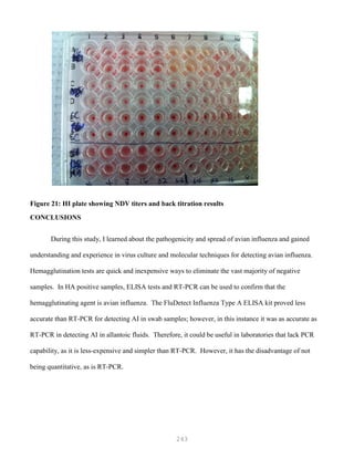 243
Figure 21: HI plate showing NDV titers and back titration results
CONCLUSIONS
During this study, I learned about the pathogenicity and spread of avian influenza and gained
understanding and experience in virus culture and molecular techniques for detecting avian influenza.
Hemagglutination tests are quick and inexpensive ways to eliminate the vast majority of negative
samples. In HA positive samples, ELISA tests and RT-PCR can be used to confirm that the
hemagglutinating agent is avian influenza. The FluDetect Influenza Type A ELISA kit proved less
accurate than RT-PCR for detecting AI in swab samples; however, in this instance it was as accurate as
RT-PCR in detecting AI in allantoic fluids. Therefore, it could be useful in laboratories that lack PCR
capability, as it is less-expensive and simpler than RT-PCR. However, it has the disadvantage of not
being quantitative, as is RT-PCR.
 