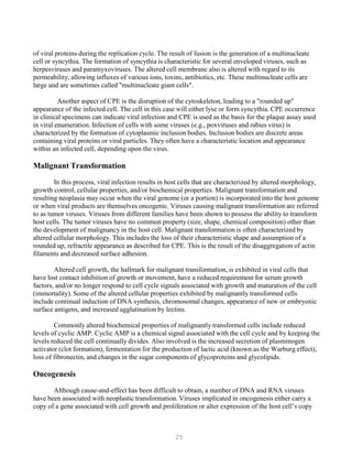 25
of viral proteins during the replication cycle. The result of fusion is the generation of a multinucleate
cell or syncythia. The formation of syncythia is characteristic for several enveloped viruses, such as
herpesviruses and paramyxoviruses. The altered cell membrane also is altered with regard to its
permeability, allowing influxes of various ions, toxins, antibiotics, etc. These multinucleate cells are
large and are sometimes called "multinucleate giant cells".
Another aspect of CPE is the disruption of the cytoskeleton, leading to a "rounded up"
appearance of the infected cell. The cell in this case will either lyse or form syncythia. CPE occurrence
in clinical specimens can indicate viral infection and CPE is used as the basis for the plaque assay used
in viral enumeration. Infection of cells with some viruses (e.g., poxviruses and rabies virus) is
characterized by the formation of cytoplasmic inclusion bodies. Inclusion bodies are discrete areas
containing viral proteins or viral particles. They often have a characteristic location and appearance
within an infected cell, depending upon the virus.
Malignant Transformation
In this process, viral infection results in host cells that are characterized by altered morphology,
growth control, cellular properties, and/or biochemical properties. Malignant transformation and
resulting neoplasia may occur when the viral genome (or a portion) is incorporated into the host genome
or when viral products are themselves oncogenic. Viruses causing malignant transformation are referred
to as tumor viruses. Viruses from different families have been shown to possess the ability to transform
host cells. The tumor viruses have no common property (size, shape, chemical composition) other than
the development of malignancy in the host cell. Malignant transformation is often characterized by
altered cellular morphology. This includes the loss of their characteristic shape and assumption of a
rounded up, refractile appearance as described for CPE. This is the result of the disaggregation of actin
filaments and decreased surface adhesion.
Altered cell growth, the hallmark for malignant transformation, is exhibited in viral cells that
have lost contact inhibition of growth or movement, have a reduced requirement for serum growth
factors, and/or no longer respond to cell cycle signals associated with growth and maturation of the cell
(immortality). Some of the altered cellular properties exhibited by malignantly transformed cells
include continual induction of DNA synthesis, chromosomal changes, appearance of new or embryonic
surface antigens, and increased agglutination by lectins.
Commonly altered biochemical properties of malignantly transformed cells include reduced
levels of cyclic AMP. Cyclic AMP is a chemical signal associated with the cell cycle and by keeping the
levels reduced the cell continually divides. Also involved is the increased secretion of plasminogen
activator (clot formation), fermentation for the production of lactic acid (known as the Warburg effect),
loss of fibronectin, and changes in the sugar components of glycoproteins and glycolipids.
Oncogenesis
Although cause-and-effect has been difficult to obtain, a number of DNA and RNA viruses
have been associated with neoplastic transformation. Viruses implicated in oncogenesis either carry a
copy of a gene associated with cell growth and proliferation or alter expression of the host cell’s copy
 