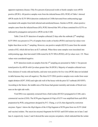 266
apparent respiratory disease. Fifty five percent of processed swabs or beetle samples were rtPCR
positive (PCR1). All positive samples were from the infected house (H3). PCR2 of Table 1 showed
rtPCR results for ILTV DNA detection conducted on CAMs harvested from embryonating eggs
inoculated with samples from both infected and uninfected houses. Similar to PCR1, where positive
samples came from the infected house (H3), PCR2 showed that 30% of these contained live ILTVs as
indicated by propagation and positive rtPCR on the CAM.
Table 2 lists ILTV detection of samples collected 23 days after the outbreak (2nd
sampling).
ILTV DNA was present in 27% of samples from swabs or beetles (PCR1) and most Cp values were
higher than those on the 1st
sampling. However, one positive sample (H2/S13) came from the outside
curtain of H2, which did not have an ILT outbreak. When these same samples were inoculated into
embryonating eggs, then harvested CAMs tested for ILTV DNA (PCR2); all Cp values were >35. These
values were considered negative.
ILTV detection results on samples from the 3rd
sampling are presented in Table 3. Ten percent
tested positive by rtPCR with Cp-values greater than 30 (PCR1). Majority of samples collected were
from chickens (5 weeks old) and beetles, and none were positive for live virus (PCR2 data not included
in table because they were all negative). The three ILTV DNA positive samples were swabs from water
nipple drinkers (S297, S302) and right side wall of the house with the prior ILT outbreak (H3/S307).
According to the farmer, the middle area of the house had greater mortality and streaks of blood were
seen on the right side walls.
Viral DNA was separately extracted from a field isolate (H3/S21) propagated in CAM, and a
commercial vaccine (CEO). The ICP4 gene fragment (4.9 bp) of ILTV was amplified from each DNA
preparation by PCR, using primers designed by P.C. Chang, et al (3); then digested by restriction
enzymes. Figure 1 shows the MspI digests of the 4.9 bp fragment of ICP4 gene from two ILTV (field
and vaccine) isolates. The uncut (no enzyme) fragments for H3/S21 and CEO isolates are in lane 2 and
lane 4, respectively. Lanes 3 and 4 showed the same enzyme cut pattern, which indicated that the isolate
 