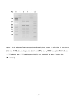 274
Figure 1. Msp1 digests of the 4.9 kb fragment amplified from the ILTV ICP4 gene. Lane M, size marker
(1Kb plus DNA ladder, Invitrogen, Inc., Grand Island, NY); lane 1, H3/S21 uncut; lane 2, H3/S21; lane
3, CEO vaccine; lane 4, CEO vaccine uncut; lane M2, size marker (50 bp ladder, Promega, Inc.,
Madison, WI).
M1 M21 2 3 4
1000
650
500
100
200
300
400
5000
bp
 