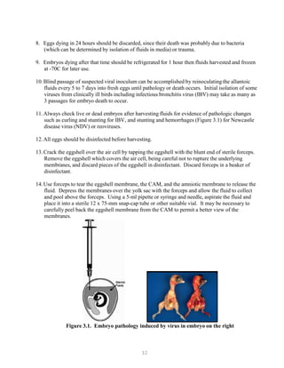 32
8. Eggs dying in 24 hours should be discarded, since their death was probably due to bacteria
(which can be determined by isolation of fluids in media) or trauma.
9. Embryos dying after that time should be refrigerated for 1 hour then fluids harvested and frozen
at -70C for later use.
10.Blind passage of suspected viral inoculum can be accomplished by reinoculating the allantoic
fluids every 5 to 7 days into fresh eggs until pathology or death occurs. Initial isolation of some
viruses from clinically ill birds including infectious bronchitis virus (IBV) may take as many as
3 passages for embryo death to occur.
11.Always check live or dead embryos after harvesting fluids for evidence of pathologic changes
such as curling and stunting for IBV, and stunting and hemorrhages (Figure 3.1) for Newcastle
disease virus (NDV) or reoviruses.
12.All eggs should be disinfected before harvesting.
13.Crack the eggshell over the air cell by tapping the eggshell with the blunt end of sterile forceps.
Remove the eggshell which covers the air cell, being careful not to rupture the underlying
membranes, and discard pieces of the eggshell in disinfectant. Discard forceps in a beaker of
disinfectant.
14.Use forceps to tear the eggshell membrane, the CAM, and the amniotic membrane to release the
fluid. Depress the membranes over the yolk sac with the forceps and allow the fluid to collect
and pool above the forceps. Using a 5-ml pipette or syringe and needle, aspirate the fluid and
place it into a sterile 12 x 75-mm snap-cap tube or other suitable vial. It may be necessary to
carefully peel back the eggshell membrane from the CAM to permit a better view of the
membranes.
Figure 3.1. Embryo pathology induced by virus in embryo on the right
 