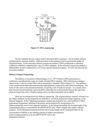 328
Figure 5.7. DNA sequencing
The two methods that are widely used to determine DNA sequences—the enzymatic dideoxy
method and the chemical method—differ primarily in the technique used to generate the ladder of
oligonucleotides. In the enzymatic dideoxy sequencing method, a DNA polymerase is utilized to
synthesize a labeled, complementary copy of a DNA template. In the chemical sequencing method, a
labeled DNA strand is subjected to a set of base-specific chemical reagents. We will only describe the
enzymatic method.
Dideoxy (Sanger) Sequencing
The dideoxy or enzymatic method (Sanger et al., 1977) utilizes a DNA polymerase to
synthesize a complementary copy of a single-stranded DNA template. DNA polymerases elongate
chains at the 3' end of a primer DNA that is annealed to "template" DNA (Figure 5.7). The synthesis
of the normal nucleotides (deoxynucleoside triphosphates) is replaced by their dideoxy analogues. The
latter are the same as the normal nucleotides, except they lack 3' hydroxyl groups. As a result, when
they become incorporated into a growing DNA chain they act as termination because the end of the
chain no longer has a free 3' hydroxy group and so no other nucleotide can be added.
There are several protocols for dideoxy sequencing. The original dideoxy method, referred to as
the Sanger method, was developed for use with the E. coli DNA polymerase I large fragment, or the
Klenow fragment. In the "labeling/termination" method, developed for use with modified T7 DNA
polymerase (Sequenase), labeling of the primer and termination by incorporation of a
dideoxynucleotide occur in two separate reactions. In the Sanger procedure, the average length of the
sequencing products is controlled by the ddNTP:dNTP ratio, where a higher ratio leads to shorter
products. In the labeling/termination protocol, the average length can be modulated either by the
concentration of dNTPs in the labeling reaction (a higher concentration
leads to longer products) or by the ddNTP:dNTP ratio in the
termination reaction.
 