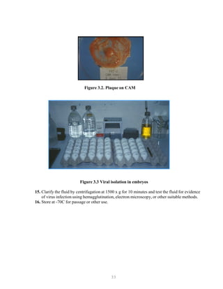 33
Figure 3.2. Plaque on CAM
Figure 3.3 Viral isolation in embryos
15. Clarify the fluid by centrifugation at 1500 x g for 10 minutes and test the fluid for evidence
of virus infection using hemagglutination, electron microscopy, or other suitable methods.
16. Store at -70C for passage or other use.
 