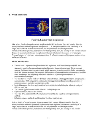 34
I. Avian Influenza
Figure 3.4 Avian virus morphology
AIV is in a family of negative-sense, single-stranded RNA viruses. They are smaller than the
paramyxoviruses and their genome is segmented (7 to 8 segments) rather than consisting of a
single piece of RNA. Influenza viruses are the only members of Orthomyxoviridae.
Viruses of this family have a predilection for the respiratory tract, but usually do not cause a serious
disease in uncomplicated cases. Exceptions are human infections with viruses of avian origin.
Principal viruses of veterinary importance are type A influenza viruses, which cause equine, swine,
and avian influenza.
Viral Characteristics
• Viruses have a segmented single-stranded RNA genome, helical nucleocapsids (each RNA
segment + proteins form a nucleocapsid) and an outer lipoprotein envelope. The segmented
genome facilitates genetic reassortment, which accounts for antigenic shifts. Point mutations in
the RNA genome accounts for antigenic drifts that are often associated with epidemics. In either
case, the changes are frequently associated with the HA (hemmaglutinin) and NA
(neuraminidase) antigens.
• The envelope is covered with two different kinds of spikes, a hemagglutinin (HA antigen) and a
neuraminidase (NA antigen). In contrast, the hemagglutinin and neuraminidase activities of
paramyxoviruses are in the same protein spike.
• In the laboratory, the virus replicates best in the epithelial cells lining the allantoic cavity of
chicken embryos.
• The viruses agglutinate red blood cells of a variety of species.
• Replication takes place in the nucleus.
• The viral RNA-dependent RNA polymerase transcribes the negative-sense genome into
mRNA.
• Influenza viruses are labile and do not survive long on premises.
is in a family of negative-sense, single-stranded RNA viruses. They are smaller than the
paramyxoviruses and their genome is segmented (7 to 8 segments) rather than consisting of a
single piece of RNA. Influenza viruses are the only members of Orthomyxoviridae.
Viruses of this family have a predilection for the respiratory tract, but usually do not cause a
 