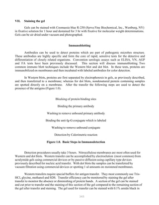 345
VII. Staining the gel
Gels can be stained with Coomassie blue R-250 (Serva Fine Biochemical, Inc., Westburg, NY)
in fixative solution for 1 hour and destained for 3 hr with fixative for molecular weight determinations.
Gels can be air dried under vacuum and photographed.
Immunoblotting
Antibodies can be used to detect proteins which are part of pathogenic microbes structure.
These antibodies are highly specific and form the core of rapid, sensitive tests for the detective and
differentiation of closely related organisms. Convention serologic assays such as ELISA, VN, AGP
and FA tests have been previously discussed. This section will discuss immunoblotting. Two
common immuno blott techniques include the Western blot and dot blot. In these tests, proteins are
immunobilized on membranes and then incubated with labeled antibodies for color detection.
In Western blots, proteins are first separated by electrophoresis in gels, as previously described,
and then transferred to a membrane; whereas for dot blots, nondenatured protein containing samples
are spotted directly on a membrane. After the transfer the following steps are used to detect the
presence of the antigens (Figure 1.0).
Blocking of protein binding sites
Binding the primary antibody
Washing to remove unbound primary antibody
Binding the anti-Ig-G conjugate which is labeled
Washing to remove unbound conjugate
Detection by Calorimetric reaction
Figure 1.0. Basic Steps in Immunodetection
Detection procedures usually take 3 hours. Nitrocellulose membranes are most often used for
Western and dot blots. Western transfer can be accomplished by electroelution (most common) from
acralymide gels using commercial devices or by passive diffusion using capillary type devices
previously described for nucleic acid transfer. With dot blots the samples can be transferred by
vacuum filtration using commercial devices or spotting 1 ul amounts on moistened membranes.
Western transfers require special buffers for antigen transfer. They most commonly use Tris-
HCl, glycine, methanol and SDS. Transfer efficiency can be monitored by staining the gel after
transfer to monitor the absence or diminishing of protein bands. A section of the gel can be stained
and cut prior to transfer and the staining of this section of the gel compared to the remaining section of
the gel after transfer and staining. The gel used for transfer can be stained with 0.1% amido black in
 