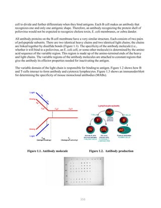 350
cell to divide and further differentiate when they bind antigens. Each B cell makes an antibody that
recognizes one and only one antigenic shape. Therefore, an antibody recognizing the protein shell of
poliovirus would not be expected to recognize cholera toxin, E. coli membranes, or zebra dander.
All antibody proteins on the B cell membrane have a very similar structure. Each consists of two pairs
of polypeptide subunits. There are two identical heavy chains and two identical light chains; the chains
are linked together by disulfide bonds (Figure 1.1). The specificity of the antibody molecule (i.e.,
whether it will bind to a poliovirus, an E. coli cell, or some other molecule) is determined by the amino
acid sequence of the variable region. This region is made up of the amino-terminal ends of the heavy
and light chains. The variable regions of the antibody molecules are attached to constant regions that
give the antibody its effector properties needed for inactivating the antigen.
The variable domain of the light chain is responsible for binding to antigen. Figure 1.2 shows how B
and T-cells interact to form antibody and cytotoxic lymphocytes. Figure 1.3 shows an immunodot blott
for determining the specificity of mouse monoclonal antibodies (MABs).
Figure 1.1. Antibody molecule Figure 1.2. Antibody production
 
