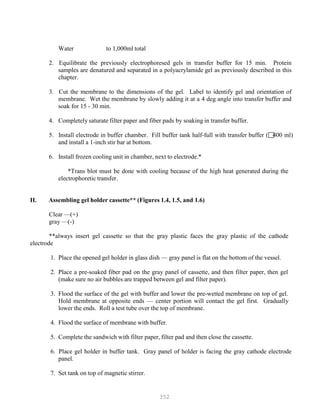 352
Water to 1,000ml total
2. Equilibrate the previously electrophoresed gels in transfer buffer for 15 min. Protein
samples are denatured and separated in a polyacrylamide gel as previously described in this
chapter.
3. Cut the membrane to the dimensions of the gel. Label to identify gel and orientation of
membrane. Wet the membrane by slowly adding it at a 4 deg angle into transfer buffer and
soak for 15 - 30 min.
4. Completely saturate filter paper and fiber pads by soaking in transfer buffer.
5. Install electrode in buffer chamber. Fill buffer tank half-full with transfer buffer (400 ml)
and install a 1-inch stir bar at bottom.
6. Install frozen cooling unit in chamber, next to electrode.*
*Trans blot must be done with cooling because of the high heat generated during the
electrophoretic transfer.
II. Assembling gel holder cassette** (Figures 1.4, 1.5, and 1.6)
Clear —(+)
gray —(-)
**always insert gel cassette so that the gray plastic faces the gray plastic of the cathode
electrode
1. Place the opened gel holder in glass dish — gray panel is flat on the bottom of the vessel.
2. Place a pre-soaked fiber pad on the gray panel of cassette, and then filter paper, then gel
(make sure no air bubbles are trapped between gel and filter paper).
3. Flood the surface of the gel with buffer and lower the pre-wetted membrane on top of gel.
Hold membrane at opposite ends — center portion will contact the gel first. Gradually
lower the ends. Roll a test tube over the top of membrane.
4. Flood the surface of membrane with buffer.
5. Complete the sandwich with filter paper, filter pad and then close the cassette.
6. Place gel holder in buffer tank. Gray panel of holder is facing the gray cathode electrode
panel.
7. Set tank on top of magnetic stirrer.
 