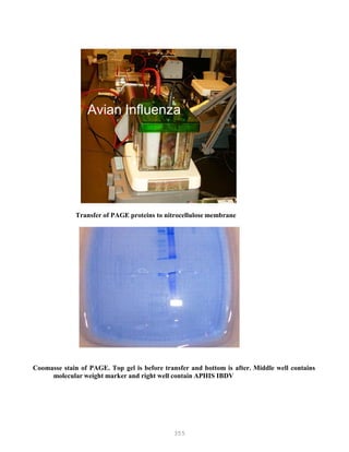 355
Avian Influenza
J.J. J.J. GGiiamambrbroonene11 anandd FF.. JJ.. HoHoeerrrr22
ltrtryy ScienScienccee DepDepaartrtmmeent,nt, AAuubbuurrnn UUnniivverersisittyy anandd
babammaa StateState VeteriVeterinnaaryry DiaDiaggnonosstticic
AlAlababamamaa AgrAgriiculculttuurree aanndd IInnduduststrriieess,,
AuAububurn,rn, AlAl 3366848499
Avian Influenza
Transfer of PAGE proteins to nitrocellulose membrane
Coomasse stain of PAGE. Top gel is before transfer and bottom is after. Middle well contains
molecular weight marker and right well contain APHIS IBDV
 
