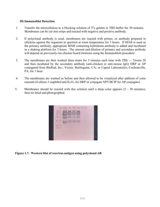 356
III.Immunoblot Detection
1. Transfer the nitrocellulose to a blocking solution of 3% gelatin in TBS buffer for 30 minutes.
Membranes can be cut into strips and reacted with negative and positive antibody.
2. If polyclonal antibody is used, membranes are reacted with primer, or antibody prepared in
chickens against the organism in question at room temperature for 3 hours. If MAB is used as
the primary antibody, appropriate MAB containing hybridoma antibody is added and incubated
in a shaking platform for 3 hours. The amount and dilution of primary and secondary antibody
will depend on previously run checker board titrations using the Immunoblott procedure.
3. The membranes are then washed three times for 5 minutes each time with TBS — Tween 20
and then incubated by the secondary antibody (anti-chicken or anti-mouse IgG) HRP or AP
conjugated from BioRad, Inc.; Vector, Burlingame, CA; or Capeel Laboratories, Cochranville,
PA, for 1 hour.
4. The membranes are washed as before and then allowed to be visualized after addition of color
reactant (4-chloro-1-naphthol and HB
2BOB
2B for HRP or conjugate NPT/BCIP for AP conjugate).
5. Membranes should be reacted with this solution until a deep color appears (5 - 30 minutes),
then air dried and photographed.
Figure 1.7. Western blot of reovirus antigen using polyclonal AB
 