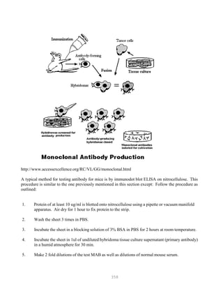 358
http://www.accessexcellence.org/RC/VL/GG/monoclonal.html
A typical method for testing antibody for mice is by immunodot blot ELISA on nitrocellulose. This
procedure is similar to the one previously mentioned in this section except: Follow the procedure as
outlined:
1. Protein of at least 10 ug/ml is blotted onto nitrocellulose using a pipette or vacuum manifold
apparatus. Air dry for 1 hour to fix protein to the strip.
2. Wash the sheet 3 times in PBS.
3. Incubate the sheet in a blocking solution of 3% BSA in PBS for 2 hours at room temperature.
4. Incubate the sheet in 1ul of undiluted hybridoma tissue culture supernatant (primary antibody)
in a humid atmosphere for 30 min.
5. Make 2 fold dilutions of the test MAB as well as dilutions of normal mouse serum.
 
