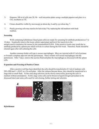 361
5. Dispense 100 ul of cells into 20, 96—well microtiter plates using a multiple pipettor and place in a
COB
2B incubator at 37C.
6. Clones should be visible by microscopy at about day 4 and by eye about day 7.
7. Poorly growing cells may need to be fed at day 5 by replacing the old medium with fresh
medium.
Screening
Wells containing hybridomas (fused giant cells) are ready for screening for antibody production at 7 to
14 days. Aseptically remove the tissue culture supernatant and test it for reactivity to the
antigen used to immunize the mouse by dot immunoblott ELISA. False positive results may result due to
antibody produced by splenocytes which will die in culture during the first week. Therefore, fluids should be
retested again after sub-culturing the cells.
Another common feeder cell type is mouse macrophages. Mice are injected with 0.5 ml of pristane
or Freund's complete adjuvant into the peritoneum. These irritants will recruit macrophages into the
peritoneum. After 7 days, remove the ascities fluid and plate the macrophages as discussed with the spleen
cells.
Expansion and Freezing of Positive Clones
After a positive well has been identified, the cells should be transferred to 0.5 ml of medium with
20% FBS and 1 x HAT in a 24-well plate. After the cultures become dense, they should be transferred to a
large dish or small flask. At this time drug selection can be slowly removed by growing the cells in
medium without aminopterin. At this stage some cells can be frozen in liquid nitrogen (procedure to be
discussed later) and some cells used for sub-cloning, further testing and selection.
Hybridomas
 