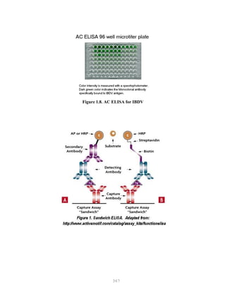 367
Figure 1.8. AC ELISA for IBDV
 