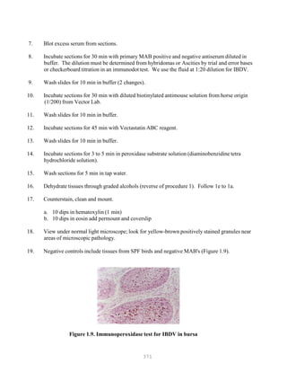 371
7. Blot excess serum from sections.
8. Incubate sections for 30 min with primary MAB positive and negative antiserum diluted in
buffer. The dilution must be determined from hybridomas or Ascities by trial and error bases
or checkerboard titration in an immunodot test. We use the fluid at 1:20 dilution for IBDV.
9. Wash slides for 10 min in buffer (2 changes).
10. Incubate sections for 30 min with diluted biotinylated antimouse solution from horse origin
(1/200) from Vector Lab.
11. Wash slides for 10 min in buffer.
12. Incubate sections for 45 min with Vectastatin ABC reagent.
13. Wash slides for 10 min in buffer.
14. Incubate sections for 3 to 5 min in peroxidase substrate solution (diaminobenzidine tetra
hydrochloride solution).
15. Wash sections for 5 min in tap water.
16. Dehydrate tissues through graded alcohols (reverse of procedure 1). Follow 1e to 1a.
17. Counterstain, clean and mount.
a. 10 dips in hematoxylin (1 min)
b. 10 dips in eosin add permount and coverslip
18. View under normal light microscope; look for yellow-brown positively stained granules near
areas of microscopic pathology.
19. Negative controls include tissues from SPF birds and negative MAB's (Figure 1.9).
Figure 1.9. Immunoperoxidase test for IBDV in bursa
 
