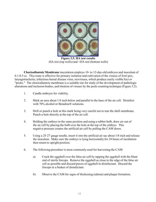 38
Figure 3.5. HA test results
-HA test (top wells) and +HA test (bottom wells)
Chorioallantoic Membrane inoculation employs 10- to 12-day-old embryos and inoculum of
0.1-0.5 cc. This route is effective for primary isolation and cultivation of the viruses of fowl pox,
laryngotracheitis, infectious bursal disease virus, reoviruses, which produce easily visible foci or
"pocks." The chorioallantoic membrane is a suitable site for study of the development of pathologic
alterations and inclusion bodies, and titration of viruses by the pock-counting technique (Figure 3.2).
1. Candle embryos for viability.
2. Mark an area about 1/4 inch below and parallel to the base of the air cell. Disinfect
with 70% alcohol or Betadine® solutions.
3. Drill or punch a hole at this mark being very careful not to tear the shell membrane.
Punch a hole directly at the top of the air cell.
4. Holding the embryo in the same position and using a rubber bulb, draw air out of
the air cell by placing the bulb over the hole at the top of the embryo. This
negative pressure creates the artificial air cell by pulling the CAM down.
5. Using a 25-27 gauge needle, insert it into the artificial air sac about 1/8 inch and release
the inoculum. Make sure the embryo is lying horizontally for 24 hours of incubation
then return to upright position.
6. The following procedure is most commonly used for harvesting the CAM.
a) Crack the eggshell over the false air cell by tapping the eggshell with the blunt
end of sterile forceps. Remove the eggshell as close to the edge of the false air
cell as possible and discard pieces of eggshell in disinfectant. Discard the
forceps in a beaker of disinfectant.
b) Observe the CAM for signs of thickening (edema) and plaque formation.
 
