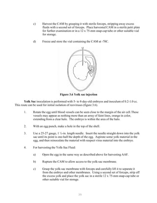 39
c) Harvest the CAM by grasping it with sterile forceps, stripping away excess
fluids with a second set of forceps. Place harvested CAM in a sterile petri plate
for further examination or in a 12 x 75-mm snap-cap tube or other suitable vial
for storage.
d) Freeze and store the vial containing the CAM at -70C.
Figure 3.6 Yolk sac injection
Yolk Sac inoculation is performed with 5- to 8-day-old embryos and inoculum of 0.2-1.0 cc.
This route can be used for initial isolation of reoviruses (figure 3.6).
1. Rotate the egg until blood vessels can be seen close to the margin of the air cell.These
vessels may appear as nothing more than an array of faint lines, orange in color,
extending from a clear halo. The embryo is within the area of the halo.
2. With an egg punch, make a hole in the top of the shell.
3. Use a 25-27 gauge, 1 ½-in. length needle. Insert the needle straight down into the yolk
sac until its point is one-half the depth of the egg. Aspirate some yolk material in the
egg, and then reinoculate the material with suspect virus material into the embryo.
4. For harvesting the Yolk-Sac Fluid:
a) Open the egg in the same way as described above for harvesting AAF.
b) Rupture the CAM to allow access to the yolk-sac membrane.
c) Grasp the yolk-sac membrane with forceps and carefully lift it to separate it
from the embryo and other membranes. Using a second set of forceps, strip off
the excess yolk and place the yolk sac in a sterile 12 x 75-mm snap-cap tube or
other suitable vial for storage.
 
