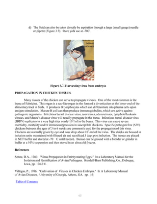 40
P
P
P
P
d) The fluid can also be taken directly by aspiration through a large (small gauge) needle
or pipette (Figure 3.7). Store yolk sac at -70C.
Figure 3.7. Harvesting virus from embryos
PROPAGATION IN CHICKEN TISSUES
Many tissues of the chicken can serve to propagate viruses. One of the most common is the
bursa of Fabricius. This organ is a sac-like organ in the form of a diverticulum at the lower end of the
alimentary tract in birds. It produces B lymphocytes which can differentiate into plasma cells upon
antigen stimulation. Mature B-cell can then produce immunoglobulins, which are active against
pathogenic organisms. Infectious bursal disease virus, reoviruses, adenoviruses, lymphoid leukosis
viruses, and Marek’s disease virus will readily propagate in the bursa. Infectious bursal disease virus
(IBDV) replicates to a very high titer nearly 109
/ml in the bursa. This virus can cause severe
morbidity, mortality and/or immunosuppression in susceptible chickens. Specific pathogen free (SPF)
chickens between the ages of 3 to 6 weeks are commonly used for the propagation of this virus.
Chickens are normally given by eye and nose drop about 103
/ml of the virus. The chicks are housed in
isolation units maintained with filtered air and sacrificed 3 days post infection. The bursae are placed
in NET buffer and stored at -70 C until needed. Bursae can be ground with a blender or grinder in
buffer at a 10% suspension and then stored in an ultracold freezer.
References
Senne, D.A., 1989. "Virus Propagation in Embryonating Eggs." In a Laboratory Manual for the
Isolation and Identification of Avian Pathogens. Kendall/Hunt Publishing, Co., Dubuque,
Iowa, pp. 176-181.
Villegas, P., 1986. "Cultivation of Viruses in Chicken Embryos." In A Laboratory Manual
of Avian Diseases. University of Georgia, Athens, GA. pp. 1-5.
UTable of ContentsU
 