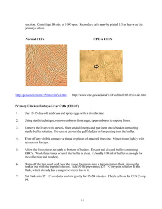 46
reaction. Centrifuge 10 min. at 1000 rpm. Secondary cells may be plated 1:3 as heavy as the
primary culture.
Normal CEFs CPE in CEFS
http://poisonevercure.150m.com/wi.htm http://www.cdc.gov/ncidod/EID/vol9no9/03-0304-G1.htm
Primary Chicken Embryo Liver Cells (CELIC)
1. Use 13-15 day-old embryos and spray eggs with a disinfectant.
2. Using sterile technique, remove embryos from eggs, open embryos to expose livers.
3. Remove the livers with curved, blunt ended forceps and put them into a beaker containing
sterile buffer solution. Be sure to cut out the gall bladder before putting into the buffer.
4. Trim off any visible connective tissue or pieces of attached intestine. Mince tissue lightly with
scissors or forceps.
5. Allow the liver pieces to settle to bottom of beaker. Decant and discard buffer containing
RBC's. Wash three times or until the buffer is clear. (Usually 100 ml of buffer is enough for
the collection and washes).
6. Drain off the last wash and pour the tissue fragments into a trypsinization flask, rinsing the
beaker out with the trypsin solution. Add 50 ml prewarmed (37 C) trypsin solution to the
flask, which already has a magnetic stirrer bar in it.
7. Put flask into 37 C incubator and stir gently for 15-20 minutes. Check cells as for CEKC step
#9.
 