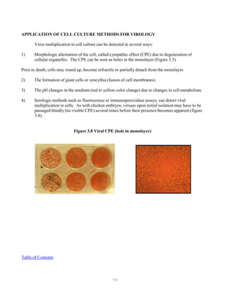 50
APPLICATION OF CELL CULTURE METHODS FOR VIROLOGY
Virus multiplication in cell culture can be detected in several ways:
1) Morphologic alternation of the cell, called cytopathic effect (CPE) due to degeneration of
cellular organelles. The CPE can be seen as holes in the monolayer (Figure 3.3).
Prior to death, cells may round up, become refractile or partially detach from the monolayer.
2) The formation of giant cells or syncythia (fusion of cell membranes).
3) The pH changes in the medium (red to yellow color change) due to changes in cell metabolism.
4) Serologic methods such as fluorescence or immunoperoxidase assays, can detect viral
multiplication in cells. As with chicken embryos, viruses upon initial isolation may have to be
passaged blindly (no visible CPE) several times before their presence becomes apparent (figure
3.8).
Figure 3.8 Viral CPE (hole in monolayer)
UTable of ContentsU
 