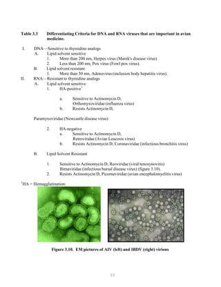 55
P P
1
Table 3.3 Differentiating Criteria for DNA and RNA viruses that are important in avian
medicine.
I. DNA—Sensitive to thymidine analogs
A. Lipid solvent sensitive
1. More than 200 nm, Herpes virus (Marek's disease virus).
2. Less than 200 nm, Pox virus (Fowl pox virus).
B. Lipid solvent resistant
1. More than 50 nm, Adenovirus (inclusion body hepatitis virus).
II. RNA—Resistant to thymidine analogs
A. Lipid solvent sensitive
1. HA-positive1
a. Sensitive to Actinomycin D,
Orthomyxoviridae (influenza virus)
b. Resists Actinomycin D,
Paramyxoviridae (Newcastle disease virus)
2. HA-negative
a. Sensitive to Actinomycin D,
Retroviridae (Avian Leucosis virus)
b. Resists Actinomycin D, Coronaviridae (infectious bronchitis virus)
B. Lipid Solvent Resistant
1. Sensitive to Actinomycin D, Reoviridae (viral tenosynovitis)
Birnaviridae (infectious bursal disease virus) (figure 3.10).
2. Resists Actinomycin D, Picornaviridae (avian encephalomyelitis virus)
P PHA = Hemagglutination.
Figure 3.10. EM pictures of AIV (left) and IBDV (right) virions
 