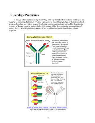 65
B. Serologic Procedures
Serology is the science of using or detecting antibody in the fluids of animals. Antibodies are
made up of immunoglobulins (Ig). Various serologic tests may utilize IgG, IgM or IgA in such fluids
as tracheal washes, egg yolk, or serum. Serological monitoring is an important tool for detecting the
presence of disease agents in poultry flocks. It is also useful for determining the immune status of
poultry flocks. A serological test procedure offers a rapid and economical method for disease
diagnosis.
©1998 by Alberts, Bray, Johnson, Lewis, Raff, Roberts, Walter.
http://www.garlandscience.com/ECB/about.html
 