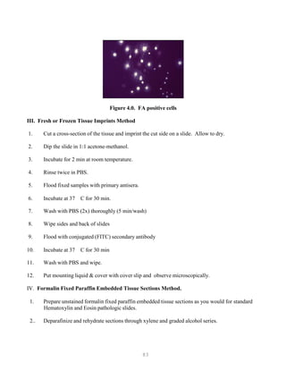 83
Figure 4.0. FA positive cells
III. Fresh or Frozen Tissue Imprints Method
1. Cut a cross-section of the tissue and imprint the cut side on a slide. Allow to dry.
2. Dip the slide in 1:1 acetone-methanol.
3. Incubate for 2 min at room temperature.
4. Rinse twice in PBS.
5. Flood fixed samples with primary antisera.
6. Incubate at 37 C for 30 min.
7. Wash with PBS (2x) thoroughly (5 min/wash)
8. Wipe sides and back of slides
9. Flood with conjugated (FITC) secondary antibody
10. Incubate at 37 C for 30 min
11. Wash with PBS and wipe.
12. Put mounting liquid & cover with cover slip and observe microscopically.
IV. Formalin Fixed Paraffin Embedded Tissue Sections Method.
1. Prepare unstained formalin fixed paraffin embedded tissue sections as you would for standard
Hematoxylin and Eosin pathologic slides.
2.. Deparafinize and rehydrate sections through xylene and graded alcohol series.
 