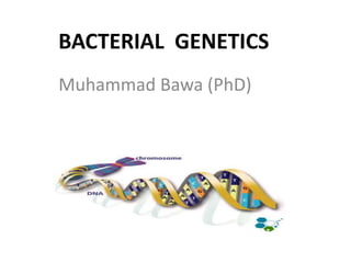 BACTERIAL GENETICS
Muhammad Bawa (PhD)
 