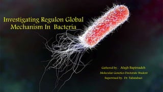 Investigating Regulon Global
Mechanism In Bacteria
Gathered by : Afagh Bapirzadeh
Molecular Genetics Doctorate Student
Supervised by: Dr. Tabatabaei
 