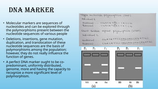DNA MARKER
• Molecular markers are sequences of
nucleotides and can be explored through
the polymorphisms present between the
nucleotide sequences of various people
• Deletions, insertions, gene mutation,
duplication, and translocation of these
nucleotide sequences are the basis of
polymorphisms among the population;
however, they do not really influence the
function of genes.
• A perfect DNA marker ought to be co-
predominant, uniformly distributed,
genome, more and having the capacity to
recognize a more significant level of
polymorphism.
 