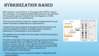 HYBRIDIZATION BASED
DNA markers, conventional, or first-generation RFLPs, require
the utilization of a properly labelled DNA probe for the selection
of the specific genes of interest from the digestion of DNA
samples and then, by hybridization.
RFLP was the primary molecular marker strategy and the main
marker framework dependent on hybridization.
People of the same species show polymorphisms because of
insertions/deletions (known as InDels), gene mutations,
duplications, translocations, and inversions.
The isolation of pure DNA from the target is the primary step in
the RFLP strategy.
This DNA is blended in through the cutting enzymes (restriction
endonucleases) which are isolated from the target such as
bacteria, human cells, etc. And a specific function of restriction
enzymes identify specific nucleotide sequences along the DNA
strand, and therefore they cut DNA at specific loci
(acknowledgment destinations).
• These outcomes are an immense number of segments with
various lengths.
 