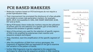 PCR BASED MARKERS
• Molecular markers based on PCR techniques do not require a
probe hybridization step.
• Their improvement has prompted the disclosure of a few valuable
and simple to screen new generation markers, for example ;
RAPD, AFLP, microsatellite or SSRs, SNP, RAMP, SRAP,ISSR, SCAR,
EST and so forth.
• Being PCR-based, these molecular markers require the utilization
of primer pairs for the selection of a specific part of the DNA to
measure the variation in genetic material.
• Most of the primers are used for the selection of specific regions
of DNA to be amplified by polymerase chain reaction and
sequence analysis techniques
• They, therefore, start the amplification of the specific segment of
DNA.
• After the amplifiction of DNA from various genotypes, the
fragments of digested DNA are separated on the gel to examine
the variation in the pattern of bands.
• further DNA fragments may be subjected to the sequencing
technique for observing the sequence variation in DNA resulting
 