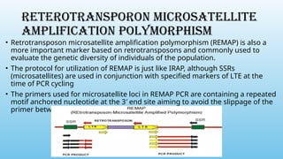 RETEROTRANSPORON MICROSATELLITE
AMPLIFICATION POLYMORPHISM
• Retrotransposon microsatellite amplification polymorphism (REMAP) is also a
more important marker based on retrotransposons and commonly used to
evaluate the genetic diversity of individuals of the population.
• The protocol for utilization of REMAP is just like IRAP, although SSRs
(microsatellites) are used in conjunction with specified markers of LTE at the
time of PCR cycling
• The primers used for microsatellite loci in REMAP PCR are containing a repeated
motif anchored nucleotide at the 3′ end site aiming to avoid the slippage of the
primer between individual SSR motif
 