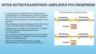 INTER RETROTRANSPOSON AMPLIFIED POLYMORPHISM
• It is based on the amplification of DNA sequences
located between retrotransposons, which are genetic
elements that can move around within the genome.
• IRAP exploits the presence of retrotransposons in the
genome.
• The technique involves designing primers that anneal
to the conserved regions of retrotransposons.
• These primers are used in a PCR reaction to amplify
the DNA sequences located between two
retrotransposons.
• The resulting amplified fragments can vary in length
due to the insertion or deletion of retrotransposons,
leading to polymorphisms.
• Separate the amplified fragments using gel
electrophoresis to visualize the polymorphisms.
 