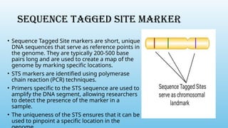 SEQUENCE TAGGED SITE MARKER
• Sequence Tagged Site markers are short, unique
DNA sequences that serve as reference points in
the genome. They are typically 200-500 base
pairs long and are used to create a map of the
genome by marking specific locations.
• STS markers are identified using polymerase
chain reaction (PCR) techniques.
• Primers specific to the STS sequence are used to
amplify the DNA segment, allowing researchers
to detect the presence of the marker in a
sample.
• The uniqueness of the STS ensures that it can be
used to pinpoint a specific location in the
 